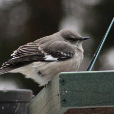 bird