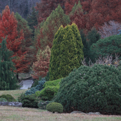 trees