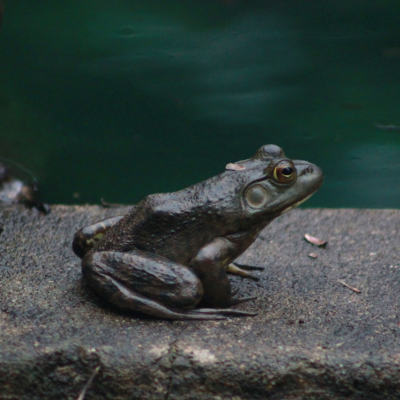 frog