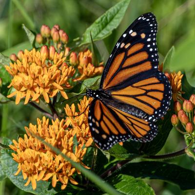butterfly