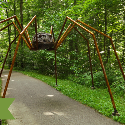 Daddy Long Legs
