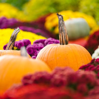 Three orange pumpkins lay in focus against red, white, and yellow colored mums in a patch on Dawes Arboretum's property.