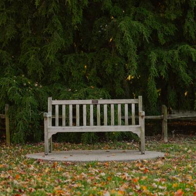 A legacy tan bench is in the middle of the picture. It is a light green grass with dark green trees behind it.