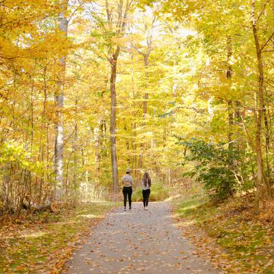 Two people walk admist tall trees that appear yellow due to the fall color. They are walking on a paved trail facing away from the camera.