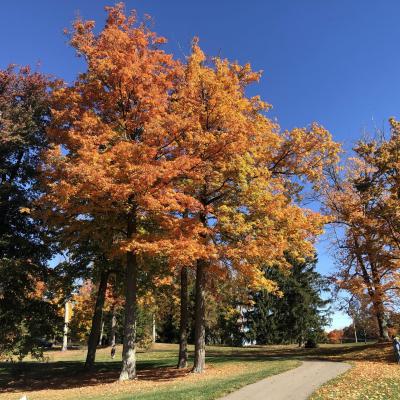 fall trees