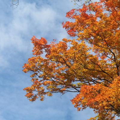 tree in fall