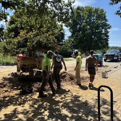 This is a photograph of a tree being taken out of the ground with multiple people surrounding it. They are wearing hard hats and highlighted tee shirts for safety. They in a parking lot surrounded by The Arboretum's trees.