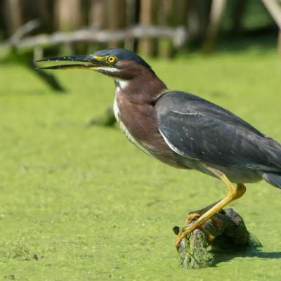 Green-Heron