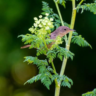 House Wren in Poison Hemlock