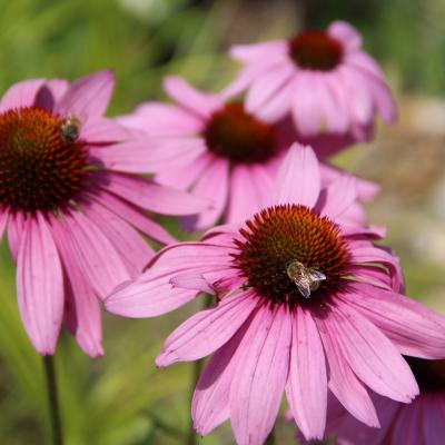 pink flowers with bee