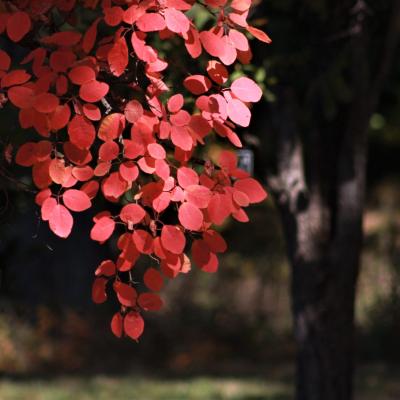 fall leaves