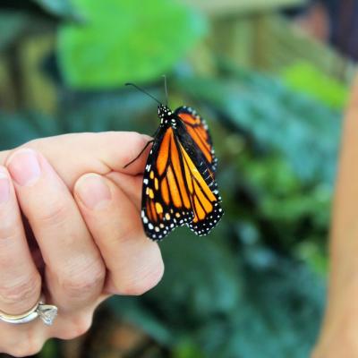 Monarch Butterfly