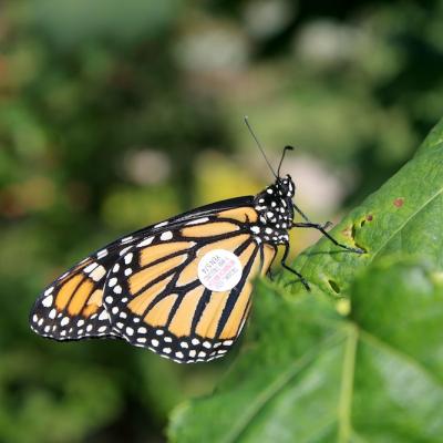 Monarch Butterfly