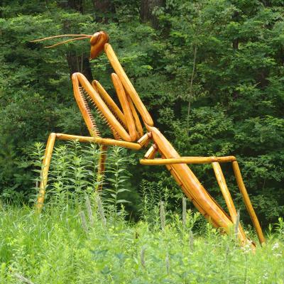 Praying Mantis