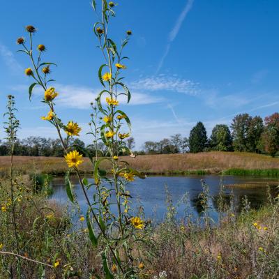 This is a photograph of Rolling Hills Meadow. It shows a wetland with yellow flowers in the front of the photo.