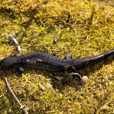 Salamander