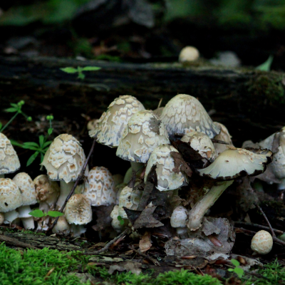 Scaly Ink Cap