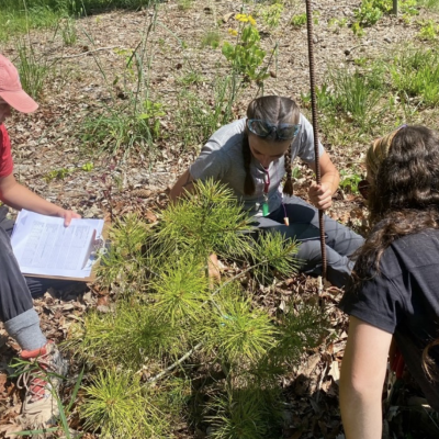 people working with trees