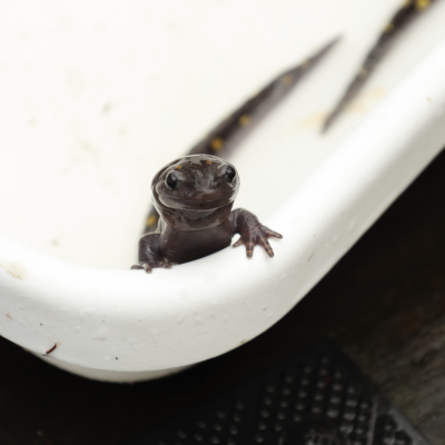 Salamander
