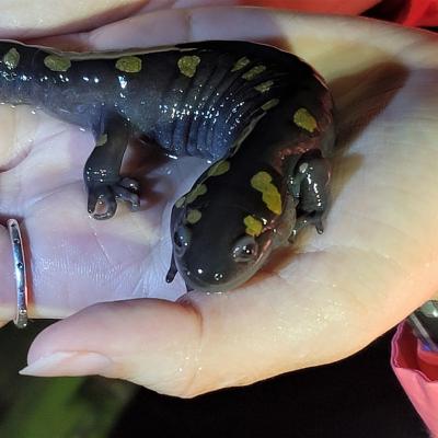 Spotted Salamaner