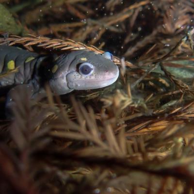 Salamander