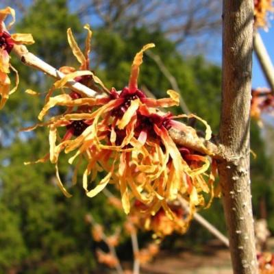 Witch Hazel