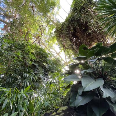 This is a photograph of the Tropical Rainforest at Franklin Park Conservatory. It is a shot from down below that shows all kinds of green trees and plants. 