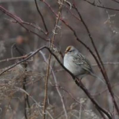 White Crowned Sparrow