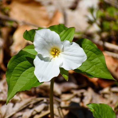 White Trilium