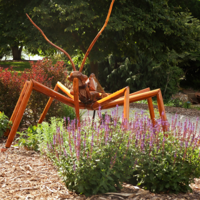 Assassin Bug