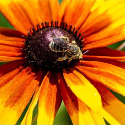 Bee on flower