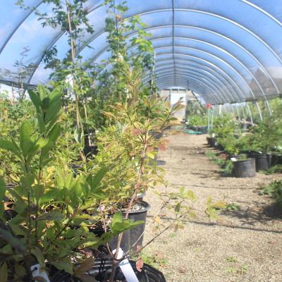 greenhouse