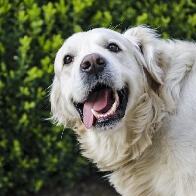 dog