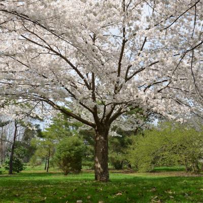 flowering cherry trees