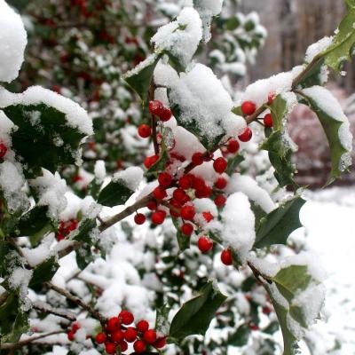 holly bush with snow
