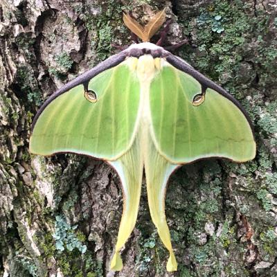 moth