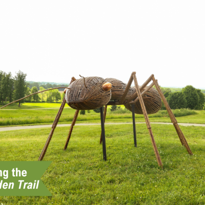 Ants