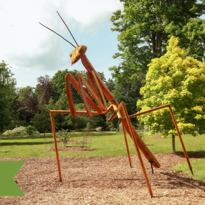 Praying Mantis