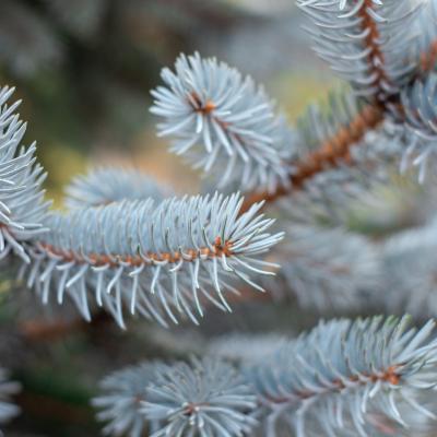 Blue Spruce