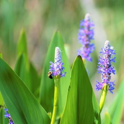pickerelweed