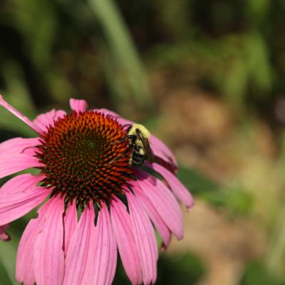 A black and yellow bee sits on a flower with a red middle and bright pink petals amongst greenery.