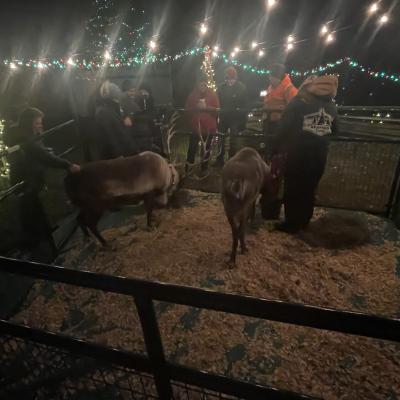 Reindeer