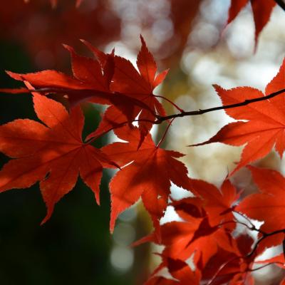 leaves