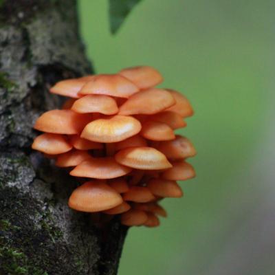 Orange Mycena