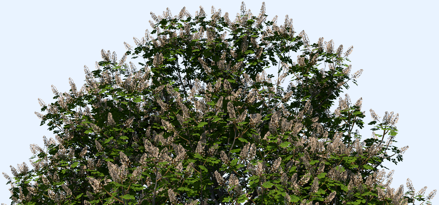 buckeye tree
