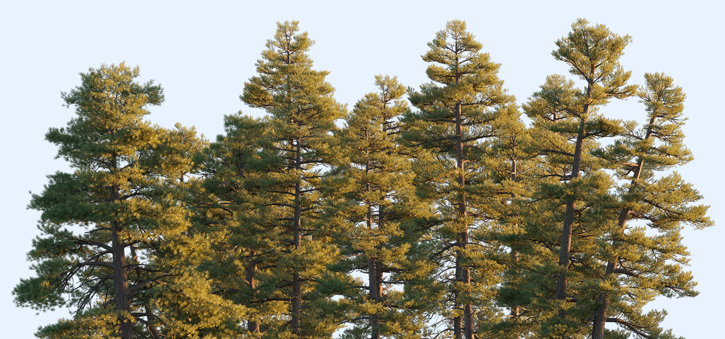 pine trees