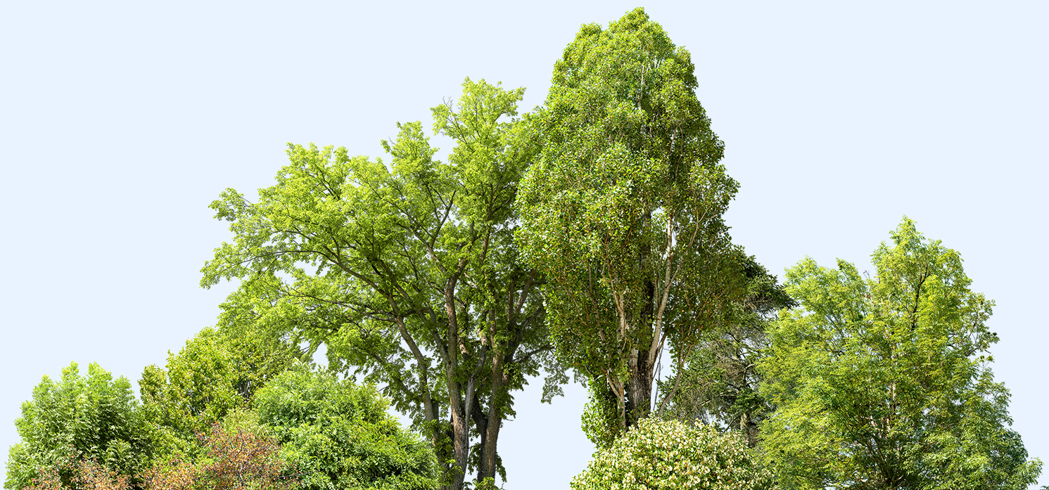 group of trees