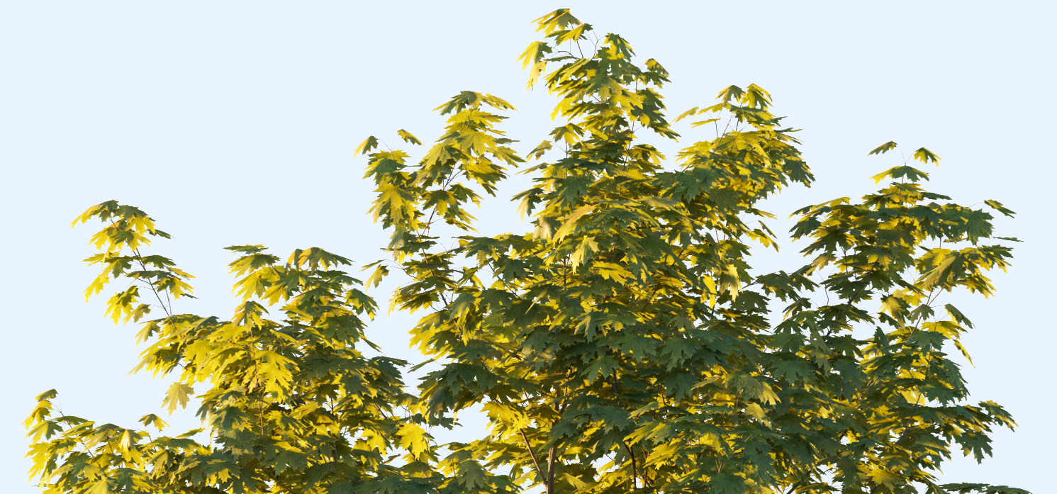 treetop image