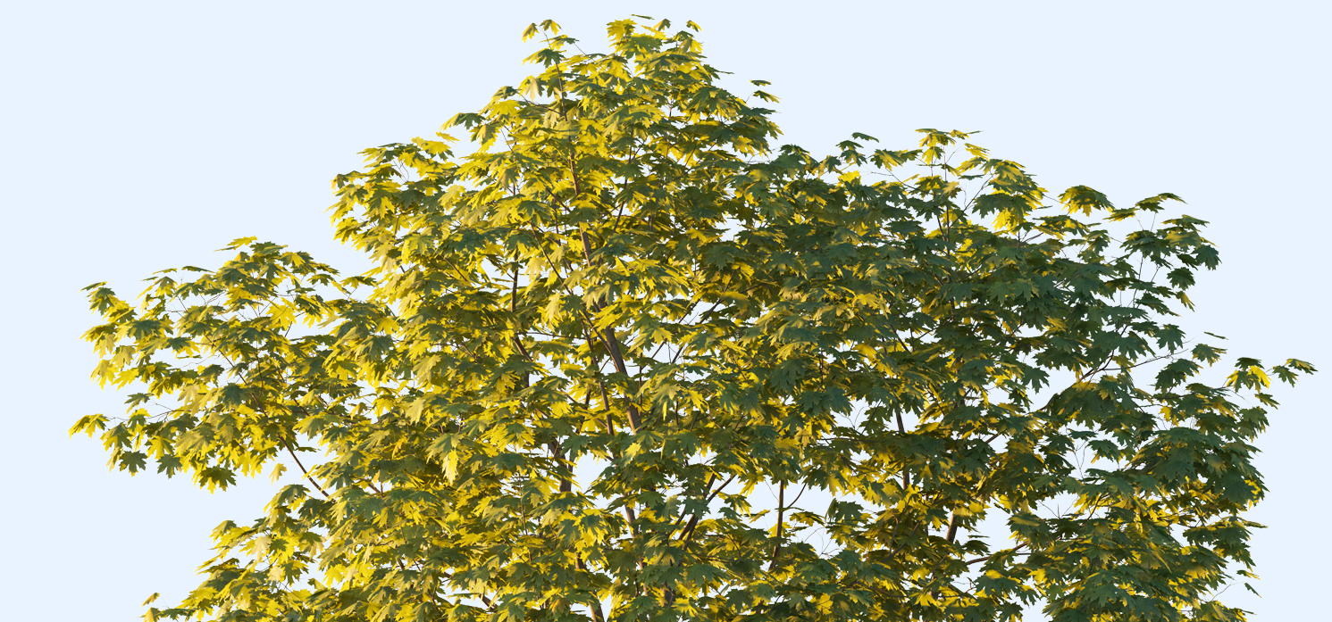 treetop image