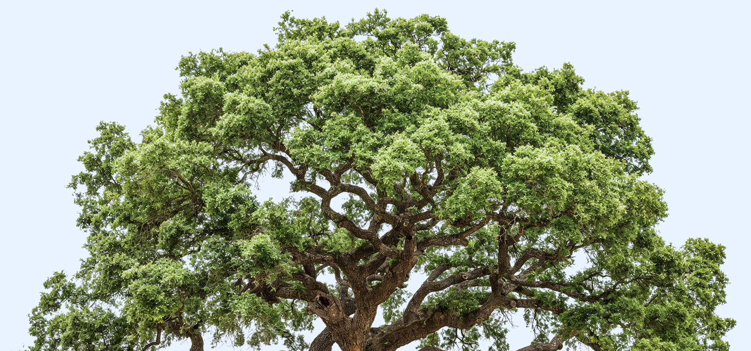 tree top